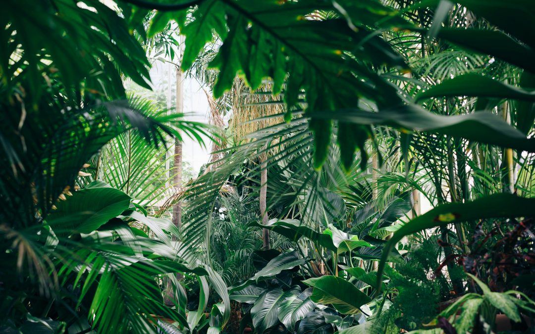 Der Biophilia-Effekt: Wie die Natur uns unterstützt und stärkt