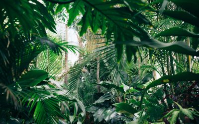 Der Biophilia-Effekt: Wie die Natur uns unterstützt und stärkt